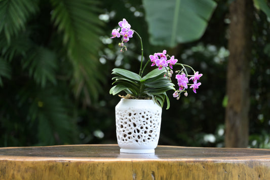 Kyo Orchid Pot